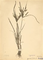 藏品(碎米莎草)的圖片